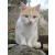 Les Amis des Chats