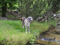 Photo faune et flore, Cerdon - Sur la Berge du Veyron