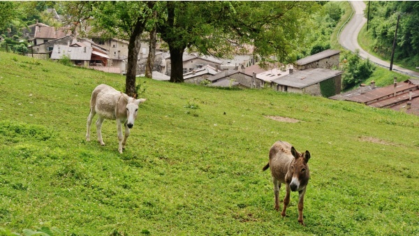 Photo Cerdon - au Paturage