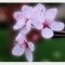 Photo Douvres - Fleurs de Prunus