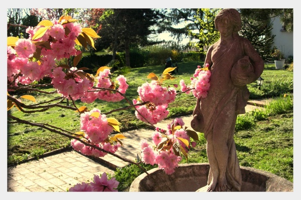 Photo Douvres - Cerisier à fleurs