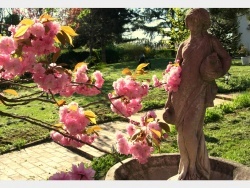 Photo faune et flore, Douvres - Cerisier à fleurs