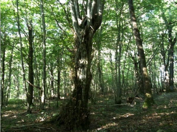 Arbre extraordinaire de l'arboretum: Une charmille "plessée" (l'arbre à sorcière)