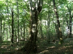 Photo faune et flore, Étrez - Arbre extraordinaire de l'arboretum: Une charmille "plessée" (l'arbre à sorcière)