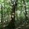 Photo Étrez - Arbre extraordinaire de l'arboretum: Une charmille "plessée" (l'arbre à sorcière)