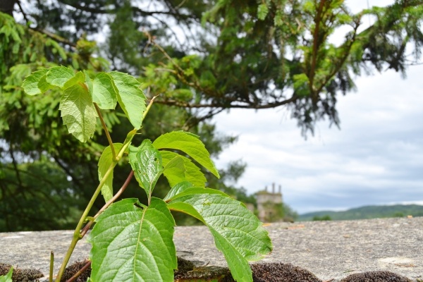 Photo Bohas-Meyriat-Rignat - la commune