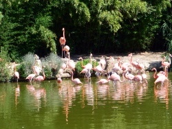 Photo paysage et monuments, Villars-les-Dombes - Villars les Dombes.01 .Le parc aux oiseaux.B.