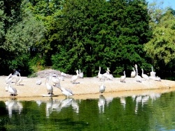 Photo paysage et monuments, Villars-les-Dombes - Villars les Dombes.01 .Le parc aux oiseaux.F.