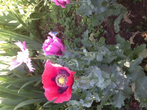 Photo Buire - Pavots e fleurs