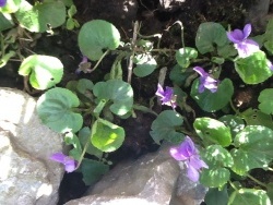 Photo faune et flore, Buire - Premiers violettes