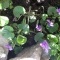 Photo Buire - Premiers violettes