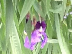 Photo faune et flore, Buire - Premier iris