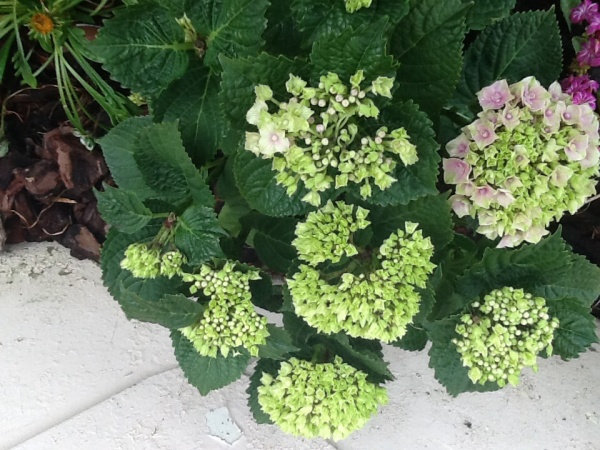 Photo Buire - Les hortensias en fleurs