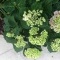 Photo Buire - Les hortensias en fleurs