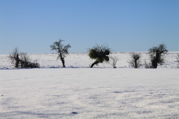 Photo Chézy-en-Orxois - Paysage d'hiver ( Chemin des Fournisseurs)