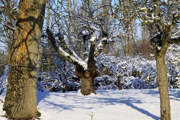 Photo Chézy-en-Orxois - Arbres sous la neige ( rue Melet )