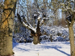 Photo faune et flore, Chézy-en-Orxois - Arbres sous la neige ( rue Melet )