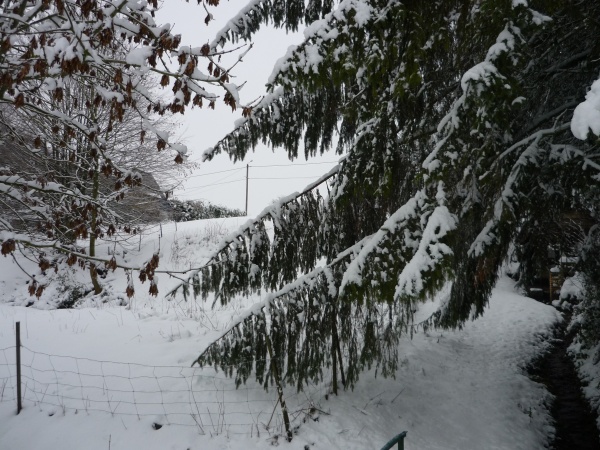 Photo Morgny-en-Thiérache - Les branches des sapins n'ont jamais été aussi proche du sol!