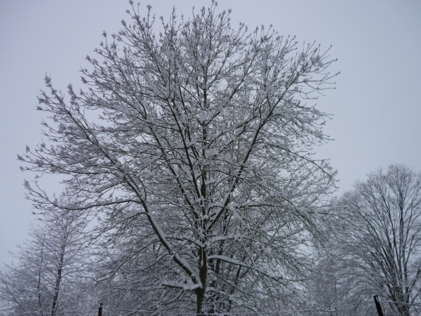 Photo Morgny-en-Thiérache - La neige à remplacé les feuilles sur les branches!