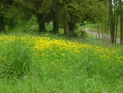 Photo paysage et monuments, Morgny-en-Thiérache - "La verdure du printemps, la douceur de vivre!..."