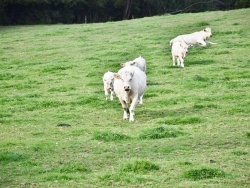 Photo paysage et monuments, Pancy-Courtecon - les vaches