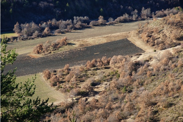 Photo Le Castellard-Melan - Champ de lavandin en hiver à la Tuilière