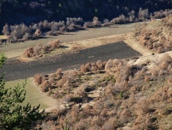 Photo paysage et monuments, Le Castellard-Melan - Champ de lavandin en hiver à la Tuilière