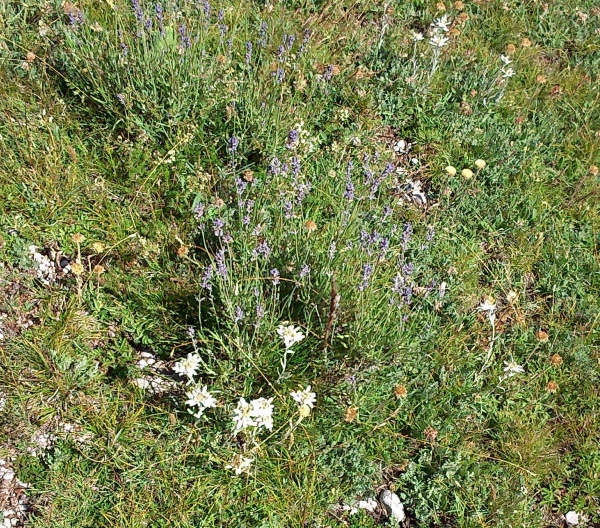 Photo Le Castellard-Melan - L'edelweiss et la lavande sur la crête de la barre de Géruen