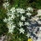 Photo Le Castellard-Melan - Edelweiss sur la crête de Géruen