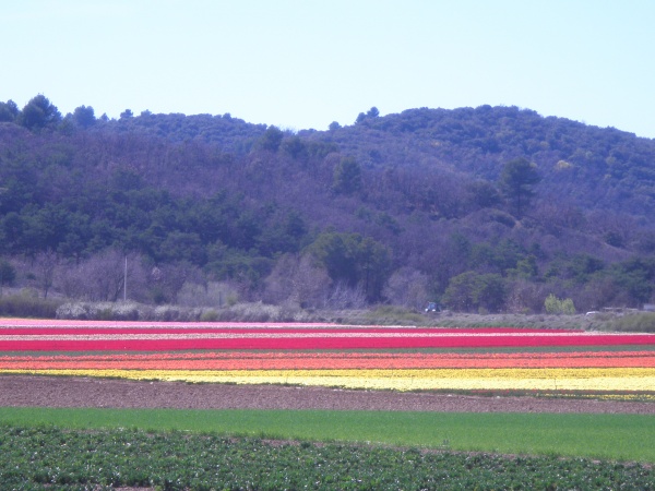 Photo Oraison - les champs de tulipe