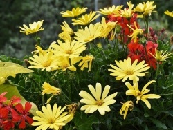 Photo paysage et monuments, Aspremont - fleurs