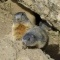 Photo Saint-Crépin - deux mignonnes marmottes