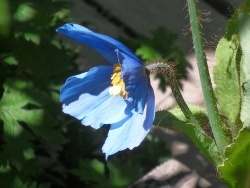 Photo faune et flore, Villar-d'Arêne - Le pavot bleu de l'Himalaya au jardin botanique du Lautaret