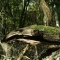 Photo Sainte-Croix-Volvestre - souche dans les bois de st croix