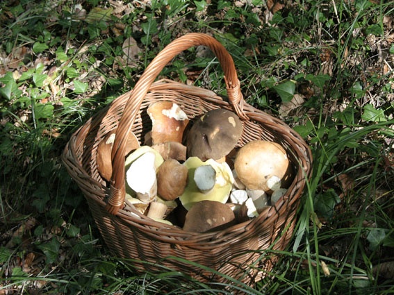 Photo Sainte-Croix-Volvestre - champignons