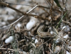 Photo faune et flore, Leucate - Lézarder à la plage