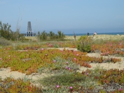 Photo paysage et monuments, Leucate - Flore sur la plage de Port-Leucate