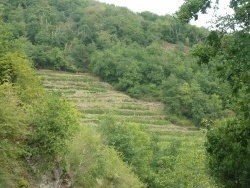 Photo paysage et monuments, Conques - Conques a des vignes