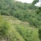 Conques a des vignes