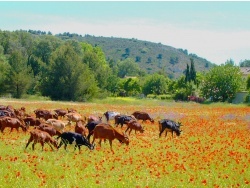 Photo paysage et monuments, Aix-en-Provence - Région Aixoise