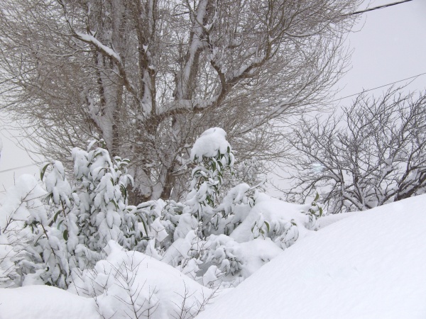 Photo Châteauneuf-les-Martigues - Sous la neige, 7 janvier 2009