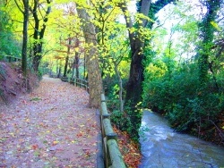 Photo paysage et monuments, Gémenos - La forêt de Gémenos (13)