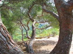 Photo paysage et monuments, Marseille - Elles sont et chantent de partout !