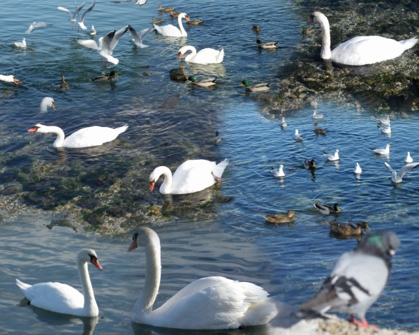 Photo Martigues - Composition oiseaux de l'étang de Berre