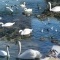 Photo Martigues - Composition oiseaux de l'étang de Berre