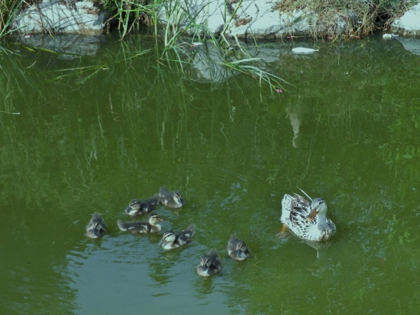 Photo Martigues - Famille canard au Parc de la Rode