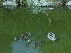 Photo faune et flore, Martigues - Famille canard au Parc de la Rode