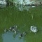 Photo Martigues - Famille canard au Parc de la Rode