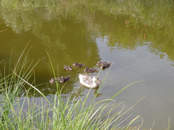 Photo Martigues - Famille canard 2