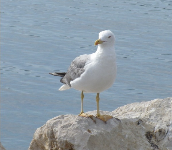 Photo Martigues - Gabian au bord de l'étang à Ferrières